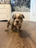 Pancake, a female English Bulldog for sale in Pine Hall, NC – 1 of 5