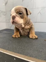 Syrup, a female English Bulldog for sale in Pine Hall, NC – 2 of 5