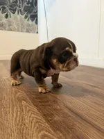 Gravy, a female English Bulldog for sale in Pine Hall, NC – 2 of 5
