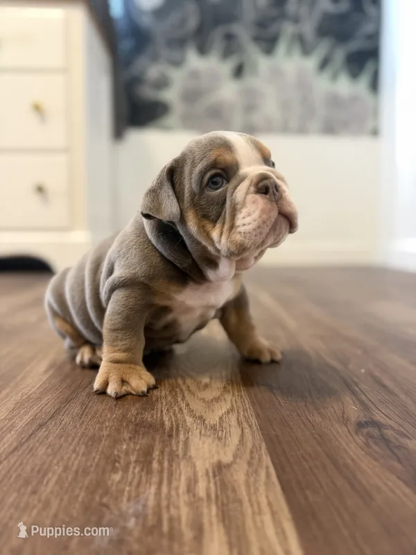 Biscuit – English Bulldog puppy for sale in Pine Hall, NC
