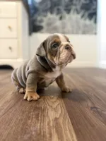 Biscuit, a male English Bulldog for sale in Pine Hall, NC – 1 of 5