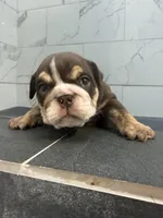 Gravy, a female English Bulldog for sale in Pine Hall, NC – 3 of 5