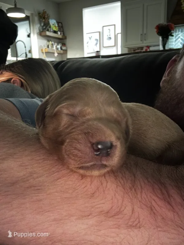 AKC Golden Retriever – Golden Retriever puppy for sale in Munford, TN