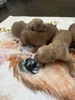 AKC Golden Retriever, a male Golden Retriever for sale in Munford, TN – 3 of 6
