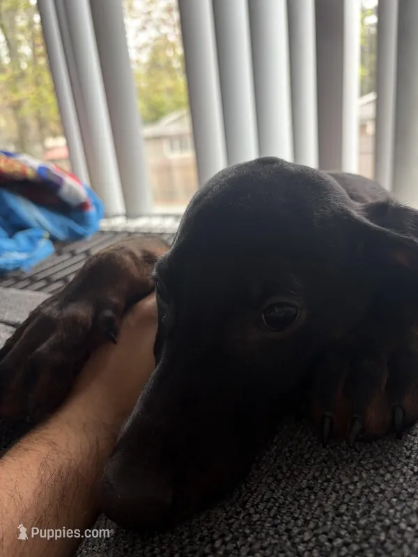 Diablo  – Doberman Pinscher puppy for sale in Gresham, OR