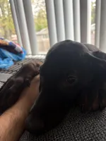 Diablo , a male Doberman Pinscher for sale in Gresham, OR – Photo 1 of 4