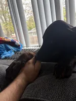 Diablo , a male Doberman Pinscher for sale in Gresham, OR – Photo 3 of 4