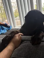 Diablo , a male Doberman Pinscher for sale in Gresham, OR – Photo 2 of 4