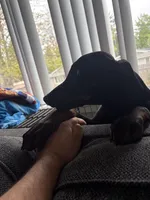 Diablo , a male Doberman Pinscher for sale in Gresham, OR – Photo 4 of 4