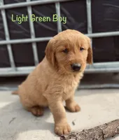 Light green , a male Golden Retriever for sale in Columbia, IA – 3 of 3