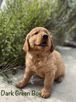 Dark Green, a male Golden Retriever for sale in Columbia, IA – 3 of 3