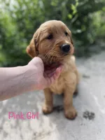 Pink, a female Golden Retriever for sale in Columbia, IA – 2 of 3