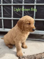 Light green , a male Golden Retriever for sale in Columbia, IA – 2 of 3
