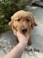 Black, a male Golden Retriever for sale in Columbia, IA – 1 of 3