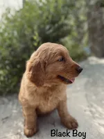 Black, a male Golden Retriever for sale in Columbia, IA – 2 of 3