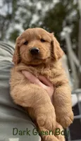 Dark Green, a male Golden Retriever for sale in Columbia, IA – 1 of 3