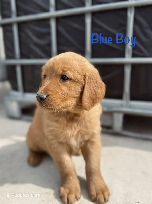 Blue – Golden Retriever puppy for sale in Columbia, IA