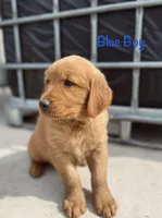 Blue, a male Golden Retriever for sale in Columbia, IA – 1 of 4