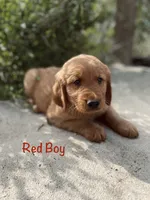 Red, a male Golden Retriever for sale in Columbia, IA – 2 of 3