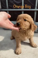 Orange, a male Golden Retriever for sale in Columbia, IA – 3 of 3