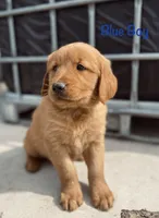 Blue, a male Golden Retriever for sale in Columbia, IA – 2 of 4