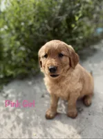 Pink, a female Golden Retriever for sale in Columbia, IA – 1 of 3