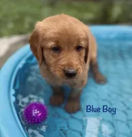 Blue, a male Golden Retriever for sale in Columbia, IA – 3 of 4