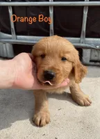 Orange, a male Golden Retriever for sale in Columbia, IA – 1 of 3
