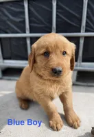 Blue, a male Golden Retriever for sale in Columbia, IA – 4 of 4