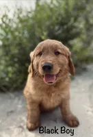Black, a male Golden Retriever for sale in Columbia, IA – 3 of 3