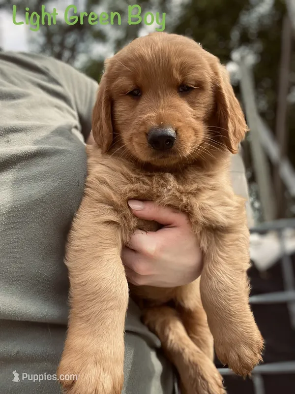Light green  – Golden Retriever puppy for sale in Columbia, IA
