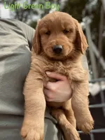 Light green , a male Golden Retriever for sale in Columbia, IA – 1 of 3