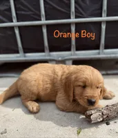 Orange, a male Golden Retriever for sale in Columbia, IA – 2 of 3
