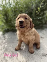 Pink, a female Golden Retriever for sale in Columbia, IA – 3 of 3
