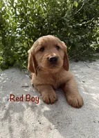 Red, a male Golden Retriever for sale in Columbia, IA – 3 of 3