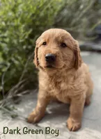 Dark Green, a male Golden Retriever for sale in Columbia, IA – 2 of 3