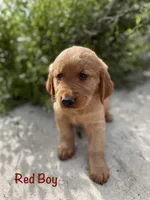 Red, a male Golden Retriever for sale in Columbia, IA – 1 of 3