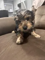 Puppy 1, a male Yorkshire Terrier for sale in Minneapolis, MN – Photo 2 of 3