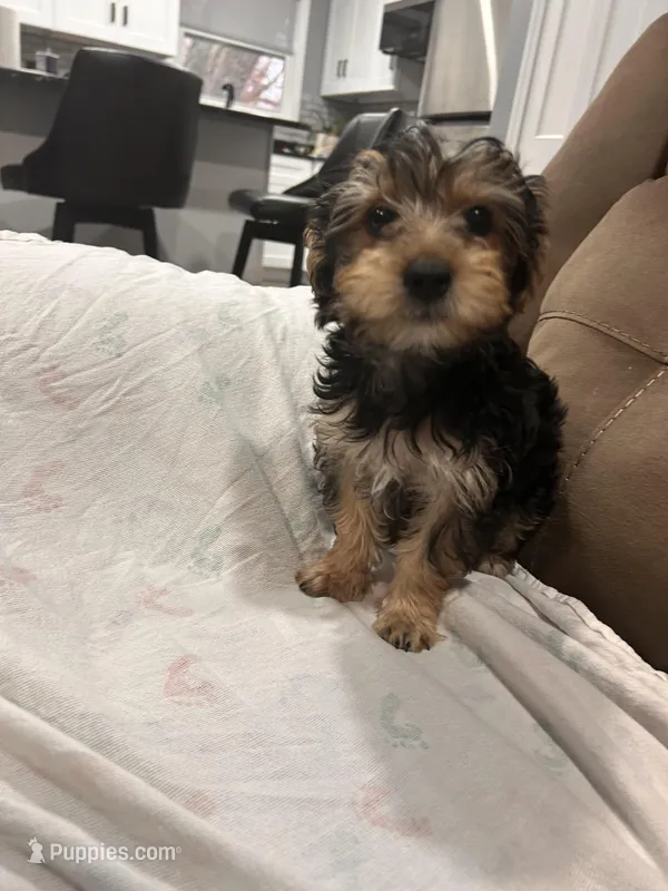 Puppy 1 – Yorkshire Terrier puppy for sale in Minneapolis, MN