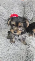 Puppy 4, a female Yorkshire Terrier for sale in Minneapolis, MN – Photo 1 of 2