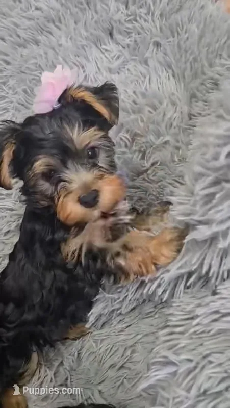 Puppy 2 – Yorkshire Terrier puppy for sale in Minneapolis, MN