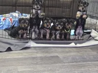 Puppy 2, a female Yorkshire Terrier for sale in Minneapolis, MN – Photo 2 of 2