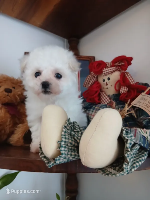 Daisy AKC – Bichon Frise puppy for sale in Toronto, OH