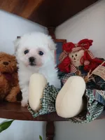 Daisy AKC, a female Bichon Frise for sale in Toronto, OH – 1 of 8