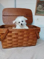 Coco, a male Bichon Frise for sale in Toronto, OH – 2 of 8
