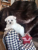 Luna, a female Bichon Frise for sale in Toronto, OH – 6 of 9
