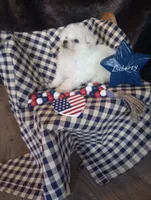 Lady, a female Bichon Frise for sale in Toronto, OH – 10 of 10