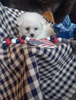 Lady, a female Bichon Frise for sale in Toronto, OH – 8 of 10