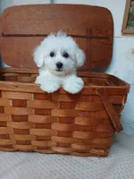 Charlie, a male Bichon Frise for sale in Toronto, OH – 4 of 10