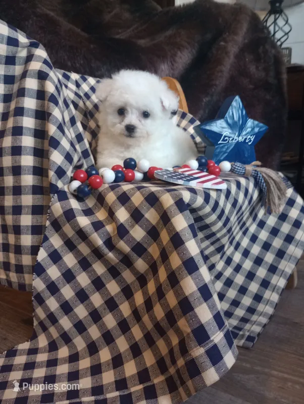 Lady – Bichon Frise puppy for sale in Toronto, OH